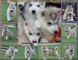 husky for sell