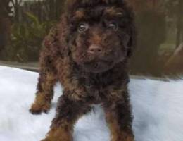 Toy poodle puppies