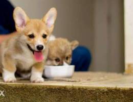 adorable corgi puppies for adoption