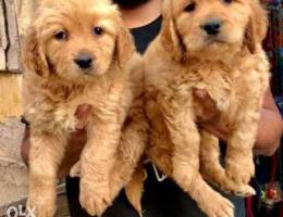 golden Retriever 2 months old