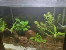 Planted tank