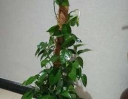 Beautiful Indoor Plant for sale