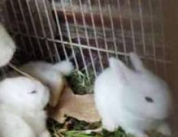 5 Baby rabbits 18 days all white