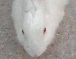 Rabbit female