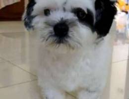 9 months old Shih Tzu pup