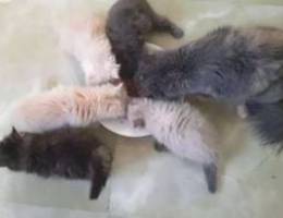 Kittens for sale