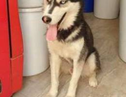 2 yr old husky for adoption