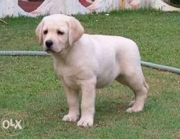 I need one Laberdog female puppy