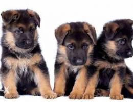 german shepherd puppies male and female wi...