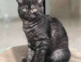 British Shorthair kitten