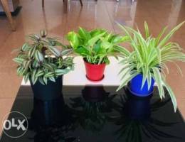 Indoor plants for sale