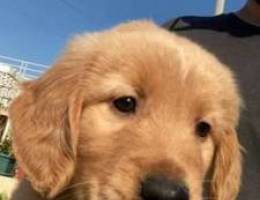 Male golden retriever puppies