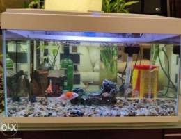 Aquarium with all Accessories and Fishes f...