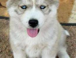 adorable Siberian husky puppy for adoption