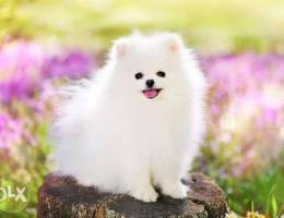 White Pomeranian Dog male 8 months