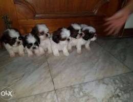 7 weeks old shihtzu dogs