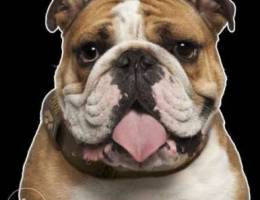 Looking for male british bulldog for matin...