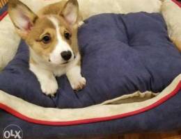 10 weeks old sweet corgi puppies