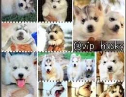 Pure Siberian Husky Puppies for sale