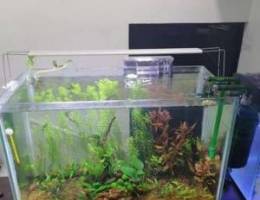 Planted tank / planted aquarium with fishe...