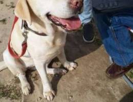 Labrador female is available for adoption