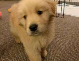 Golden retriever looking for a caring home