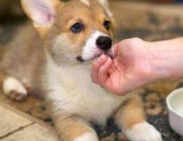 Adorable corgi puppies looking for a carin...