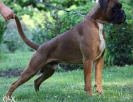 For sale champion bloodline boxers (import...