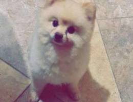 pomeranian imported with foreign passport