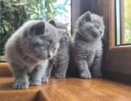 British Shorthair Kitten