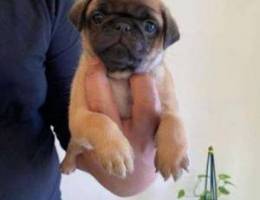 Pug puppy