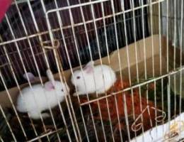 3 white baby rabbits for sale with cadge