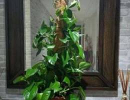 Beautiful Indoor Plants for Sale!