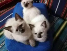 Siame Kittens for sale