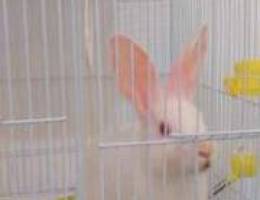 Lovely rabbit & 2 love birds for sale with...