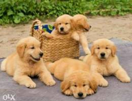 golden retriever puppies available in Bahr...