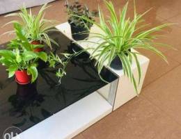 Indoor plants for sale