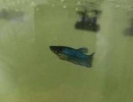 Betta fish male and