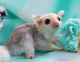 Ù…Ø·Ù„ÙˆØ¨ sugar glider