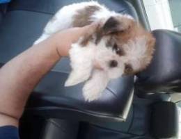 Shihtzu puppy 2 months