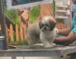 dog puppy for sale old five month with vac...