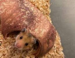 baby hamsters 1 bd