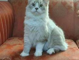 Shirazi cat for adoption (Male)