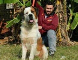 Saint Bernard puppies