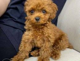 Poodle puppies here for Sale