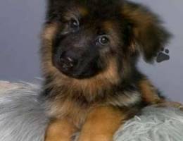 German shepherd puppy female double coat