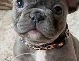 Blue french bulldog