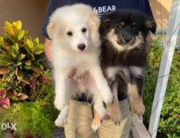 Pomeranian puppies for sale