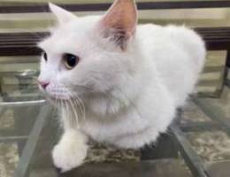 Ù‚Ø· Ø´ÙŠØ±Ø§Ø²ÙŠ shirazi cat