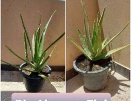 ØµØ¨Ø§Ø± aloevera